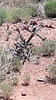 2020-05-25 :1: Chiricahua reservation :: NCISS