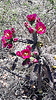 2020-05-25 :1: Upper Chiricahua Reservation :: NCISS
