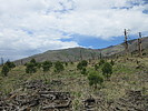 photo thumbnail #5