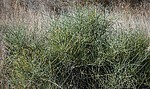 2020-05-30 :3: Phoenix Sonoran Preserve North Highpoints Loop :: tibber