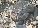photo thumbnail #9
