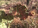 photo thumbnail #8