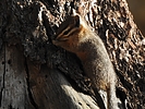 2020-06-03 :2: Riggs Flat Campground :: cactuscat