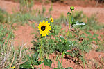 photo thumbnail #7