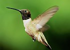 2020-06-07 :2: Madera Nature Trail #88 :: gummo