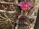 photo thumbnail #13