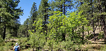 2020-06-06 :1: Yeager - Gaddes - Burnt - Ash - Kendall Loop :: joebartels