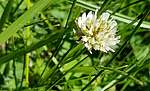 photo thumbnail #13