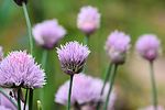 photo thumbnail #15