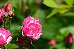 photo thumbnail #14