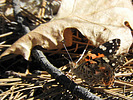 photo thumbnail #11