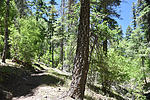 photo thumbnail #7