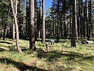 photo thumbnail #1
