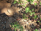 2020-06-13 :2: Highline - AZT #26 :: trekkin_gecko