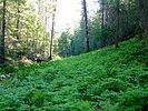 2020-06-18 :1: Kehl Canyon :: kingsnake