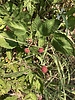 photo thumbnail #2