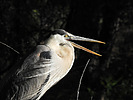 photo thumbnail #15