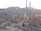 photo thumbnail #6