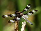 photo thumbnail #2
