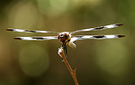 photo thumbnail #7