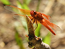 photo thumbnail #10