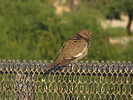 2020-06-28 :2: New River Trail - Peoria / Glendale :: rrshort