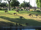photo thumbnail #13