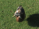 photo thumbnail #15