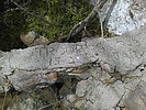 photo thumbnail #3