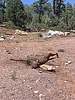 photo thumbnail #10