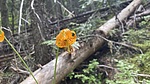 2020-07-04 :2: Lakeview Mountain - Priest Lake :: LindaAnn