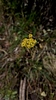 2020-07-04 :3: A White Mountains Fourth :: Nobody01