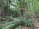 photo thumbnail #12