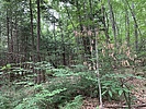 photo thumbnail #13