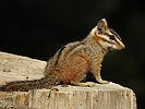 2020-07-08 :2: Shannon Campground :: cactuscat