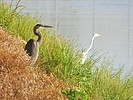 photo thumbnail #8