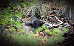 photo thumbnail #6
