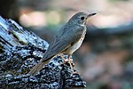 2020-07-14 :2: Carrie Nation Trail #78 :: gummo