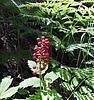 2020-07-15 :2: Clover Creek Canyon :: Alston_Neal