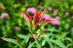 photo thumbnail #15