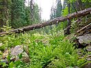 2020-07-16 :1: Willow Springs Canyon - Mogollon Rim :: kingsnake
