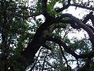 2020-07-22 :1: Vault Mine - Agua Caliente - Super Trail Loop :: azbackpackr