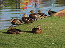 photo thumbnail #14