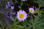photo thumbnail #10