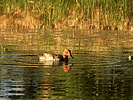 photo thumbnail #9