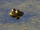 photo thumbnail #10