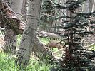 photo thumbnail #4