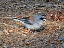 2020-07-29 :2: Kendrick Park Watchable Wildlife Trail :: outdoor_lover