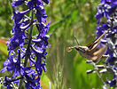 photo thumbnail #8
