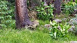 2020-07-02 :3: White Mountains :: OdinWiski